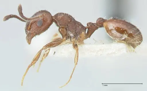 Temnothorax nigritus specimen FOCOL2012 image focol2012_3