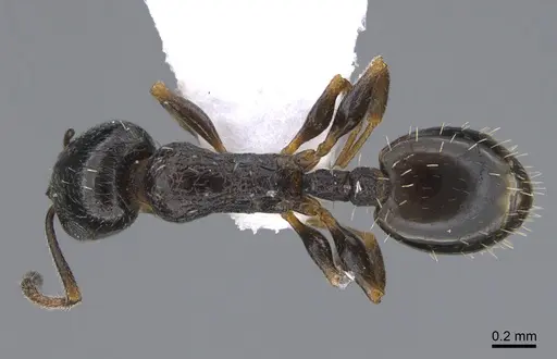 Temnothorax nikoklesi specimen CASENT0923706 image casent0923706_1