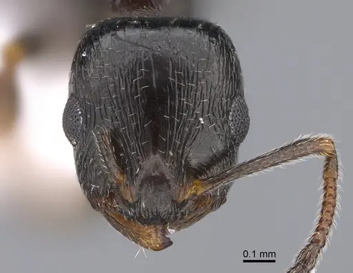 Temnothorax nikoklesi specimen CASENT0923706 image casent0923706_2