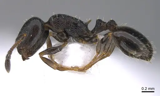 Temnothorax nikoklesi specimen CASENT0923706 image casent0923706_3