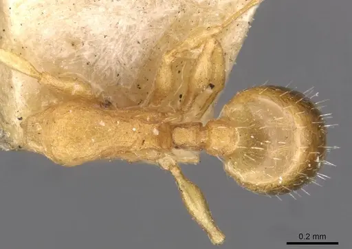 Temnothorax nitidiceps specimen CASENT0909042 image casent0909042_1