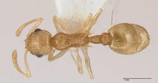 Temnothorax nordmeyeri specimen FOCOL0608 image focol0608_1