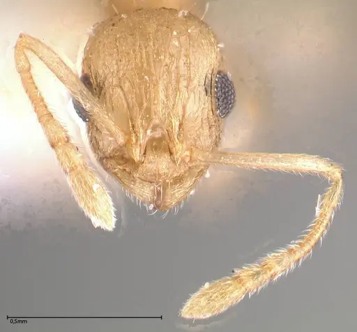 Temnothorax nordmeyeri specimen FOCOL0608 image focol0608_2