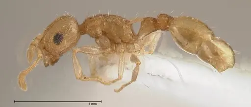 Temnothorax nordmeyeri specimen FOCOL0608 image focol0608_3