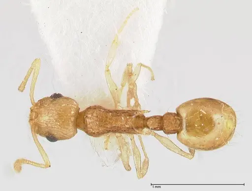 Temnothorax nordmeyeri specimen FOCOL0609 image focol0609_1