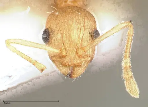 Temnothorax nordmeyeri specimen FOCOL0609 image focol0609_2