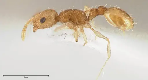 Temnothorax nordmeyeri specimen FOCOL0609 image focol0609_3