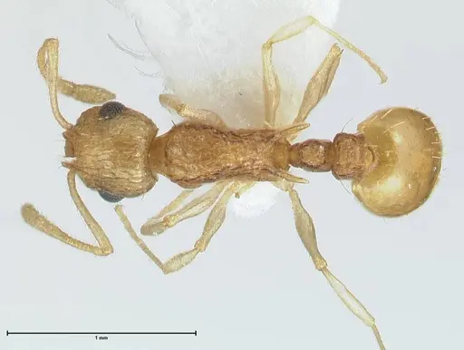 Temnothorax nordmeyeri specimen FOCOL1803 image focol1803_1