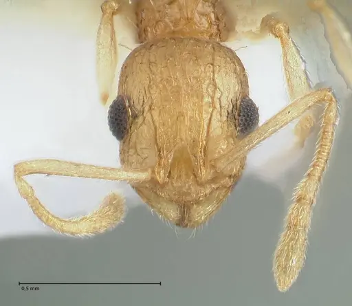 Temnothorax nordmeyeri specimen FOCOL1803 image focol1803_2