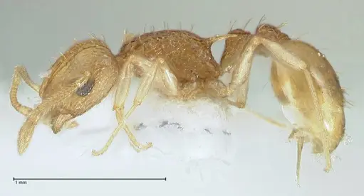 Temnothorax nordmeyeri specimen FOCOL1803 image focol1803_3