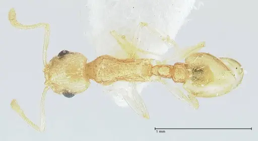 Temnothorax nordmeyeri specimen FOCOL1804 image focol1804_1