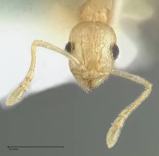 Temnothorax nordmeyeri specimen FOCOL1804 image focol1804_2