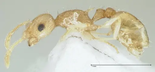 Temnothorax nordmeyeri specimen FOCOL1804 image focol1804_3