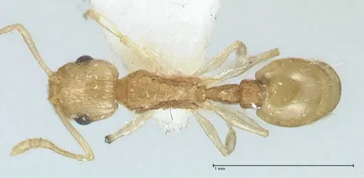 Temnothorax nordmeyeri specimen FOCOL1805 image focol1805_1