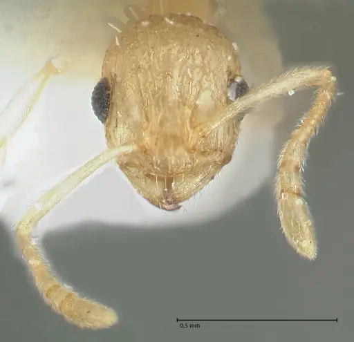 Temnothorax nordmeyeri specimen FOCOL1805 image focol1805_2