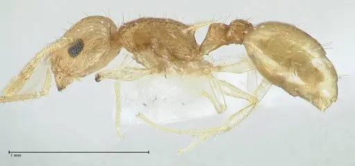 Temnothorax nordmeyeri specimen FOCOL1805 image focol1805_3