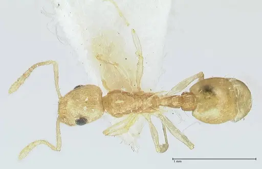 Temnothorax nordmeyeri specimen FOCOL1806 image focol1806_1