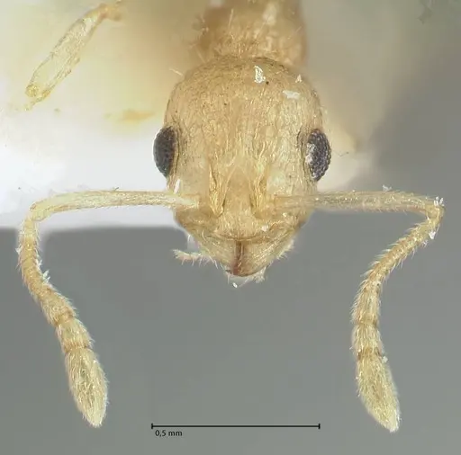 Temnothorax nordmeyeri specimen FOCOL1806 image focol1806_2