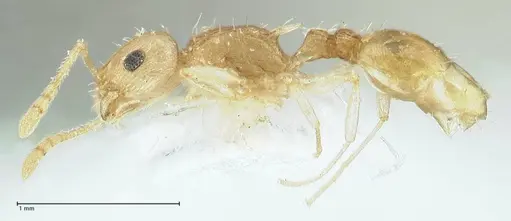 Temnothorax nordmeyeri specimen FOCOL1806 image focol1806_3
