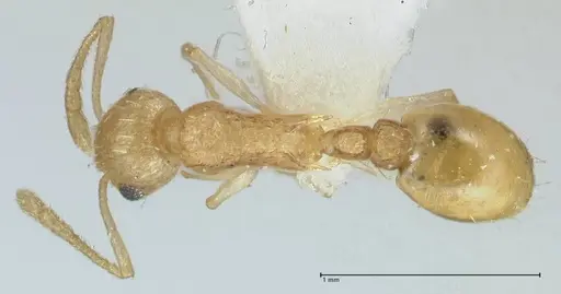 Temnothorax nordmeyeri specimen FOCOL1807 image focol1807_1