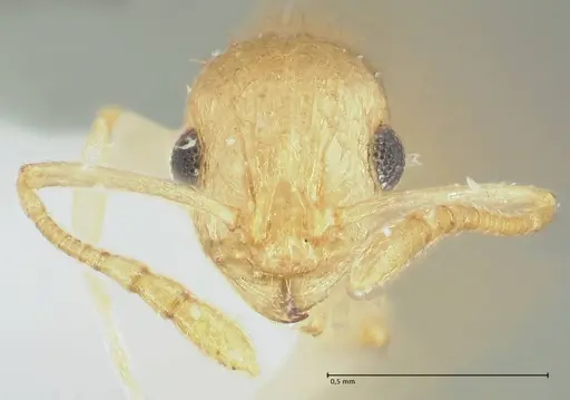 Temnothorax nordmeyeri specimen FOCOL1807 image focol1807_2