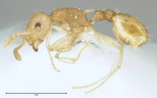 Temnothorax nordmeyeri specimen FOCOL1807 image focol1807_3