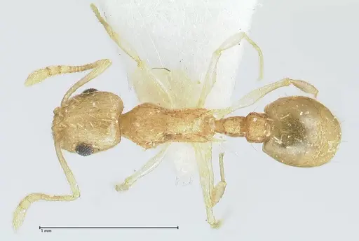 Temnothorax nordmeyeri specimen FOCOL1808 image focol1808_1