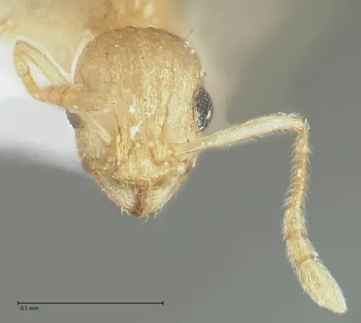 Temnothorax nordmeyeri specimen FOCOL1808 image focol1808_2