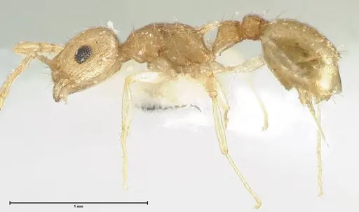 Temnothorax nordmeyeri specimen FOCOL1808 image focol1808_3
