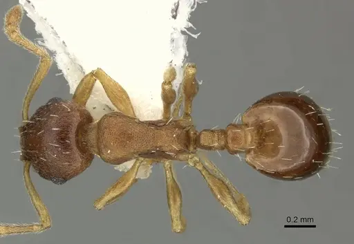 Temnothorax normandi specimen CASENT0906699 image casent0906699_1