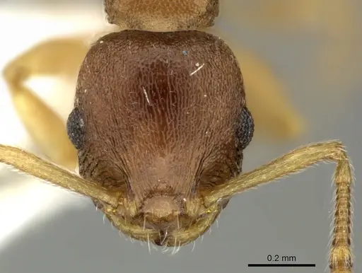 Temnothorax normandi specimen CASENT0906699 image casent0906699_2