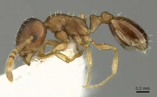 Temnothorax normandi specimen CASENT0906699 image casent0906699_3