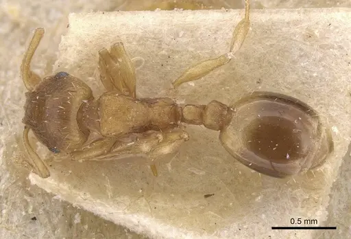 Temnothorax normandi specimen CASENT0912974 image casent0912974_1