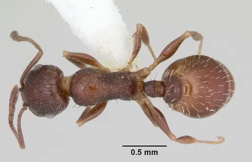 Temnothorax nuwuvi specimen CASENT0172608 image casent0172608_1