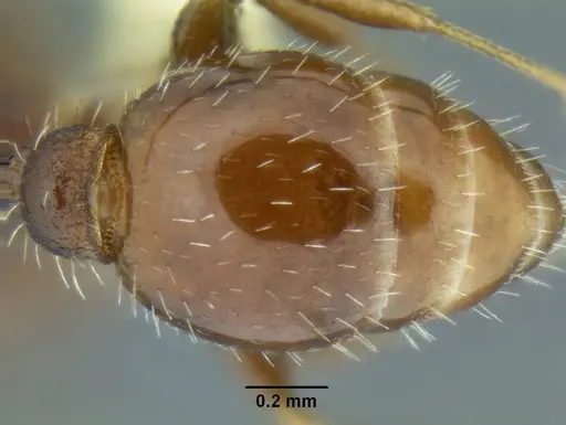 Temnothorax nuwuvi specimen CASENT0172608 image casent0172608_2