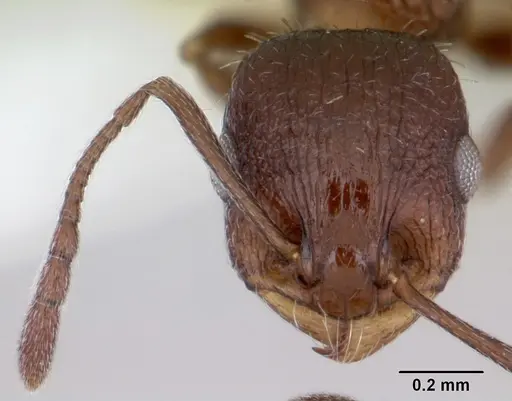 Temnothorax nuwuvi specimen CASENT0172608 image casent0172608_3