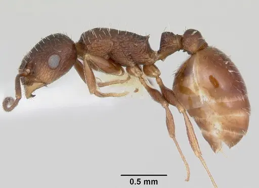 Temnothorax nuwuvi specimen CASENT0172608 image casent0172608_4