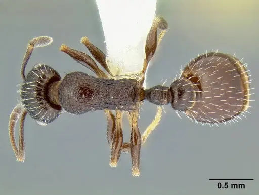 Temnothorax nuwuvi specimen LACMENT299376 image lacment299376_1