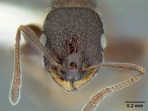 Temnothorax nuwuvi specimen LACMENT299376 image lacment299376_2