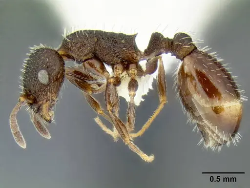 Temnothorax nuwuvi specimen LACMENT299376 image lacment299376_3