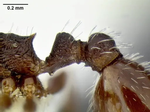 Temnothorax nuwuvi specimen LACMENT299376 image lacment299376_4