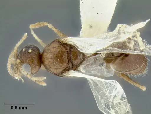 Temnothorax nuwuvi specimen LACMENT299382 image lacment299382_1