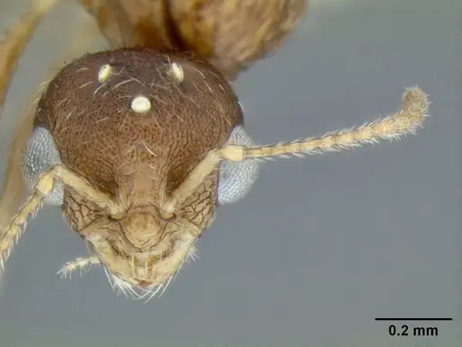 Temnothorax nuwuvi specimen LACMENT299382 image lacment299382_2