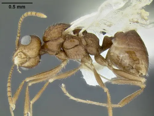 Temnothorax nuwuvi specimen LACMENT299382 image lacment299382_3