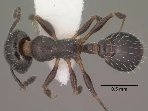Temnothorax obliquicanthus specimen CASENT0102841 image casent0102841_1