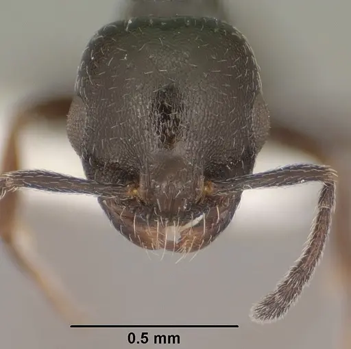 Temnothorax obliquicanthus specimen CASENT0102841 image casent0102841_2