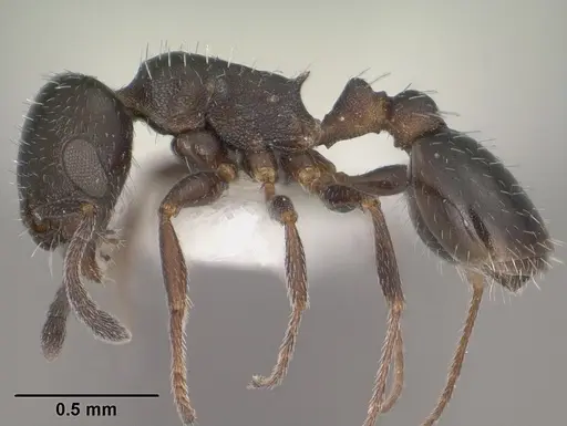 Temnothorax obliquicanthus specimen CASENT0102841 image casent0102841_3