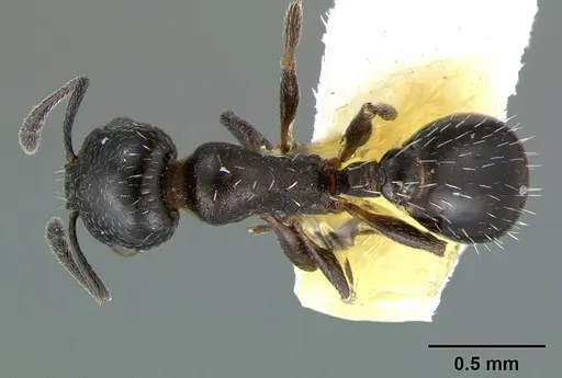 Temnothorax obliquicanthus specimen CASENT0105859 image casent0105859_1