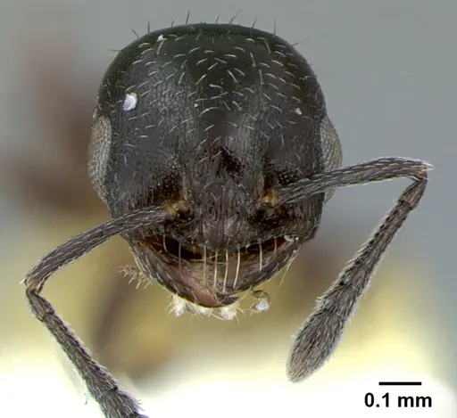 Temnothorax obliquicanthus specimen CASENT0105859 image casent0105859_2