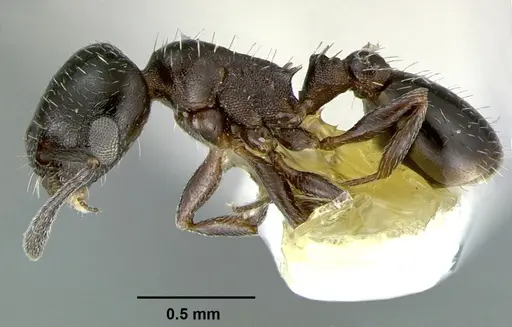 Temnothorax obliquicanthus specimen CASENT0105859 image casent0105859_3